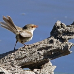 Malurus cyaneus at Fyshwick, ACT - 15 Aug 2019