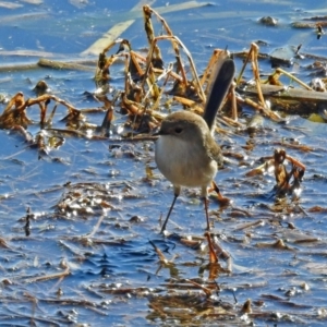 Malurus cyaneus at Fyshwick, ACT - 15 Aug 2019