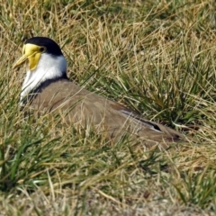 Vanellus miles (Masked Lapwing) at Fyshwick, ACT - 15 Aug 2019 by RodDeb