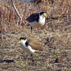 Vanellus miles at Fyshwick, ACT - 15 Aug 2019