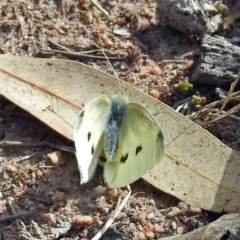 Pieris rapae (Cabbage White) at Namadgi National Park - 16 Aug 2019 by RodDeb