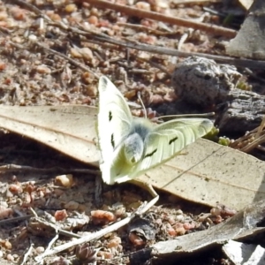 Pieris rapae at Tennent, ACT - 16 Aug 2019 01:33 PM