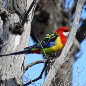 Platycercus eximius at Tennent, ACT - 16 Aug 2019 01:37 PM