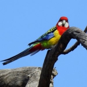 Platycercus eximius at Tennent, ACT - 16 Aug 2019 01:37 PM