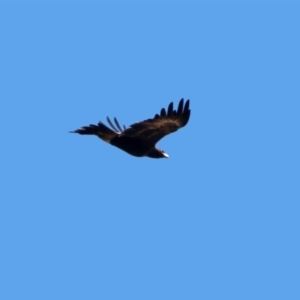 Aquila audax at Tennent, ACT - 16 Aug 2019 01:27 PM