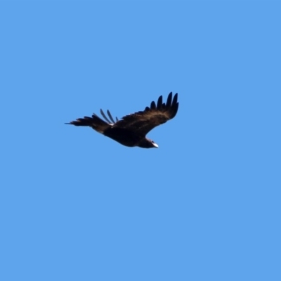 Aquila audax (Wedge-tailed Eagle) at Tennent, ACT - 16 Aug 2019 by RodDeb
