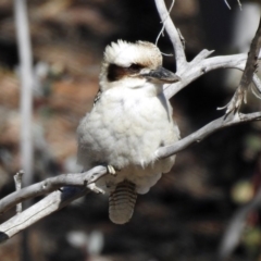 Dacelo novaeguineae (Laughing Kookaburra) at Tennent, ACT - 16 Aug 2019 by RodDeb