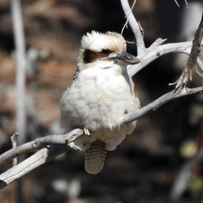 Dacelo novaeguineae (Laughing Kookaburra) at Namadgi National Park - 16 Aug 2019 by RodDeb