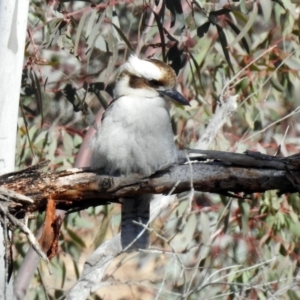 Dacelo novaeguineae at Tennent, ACT - 16 Aug 2019