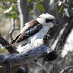 Dacelo novaeguineae at Tennent, ACT - 16 Aug 2019