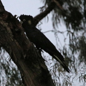 Zanda funerea at Macarthur, ACT - 16 Aug 2019 05:21 PM