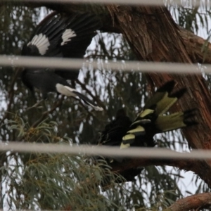 Zanda funerea at Macarthur, ACT - 16 Aug 2019 05:21 PM