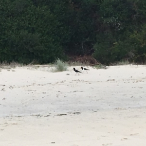 Haematopus longirostris at Narooma, NSW - suppressed