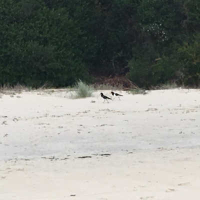 Haematopus longirostris (Australian Pied Oystercatcher) at Narooma, NSW - 16 Aug 2019 by nickhopkins