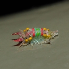 Doratifera oxleyi (Painted Cup Moth) at Acton, ACT - 16 Aug 2019 by TimL