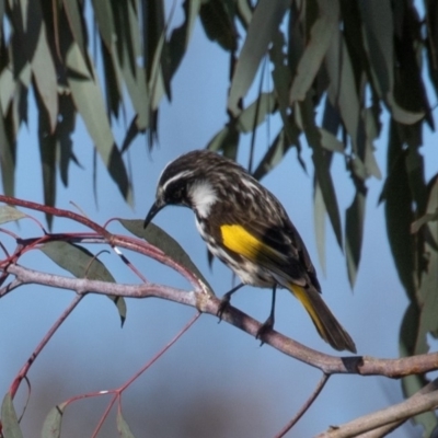 Phylidonyris niger X novaehollandiae (Hybrid) (White-cheeked X New Holland Honeyeater (Hybrid)) at Fyshwick, ACT - 15 Aug 2019 by rawshorty