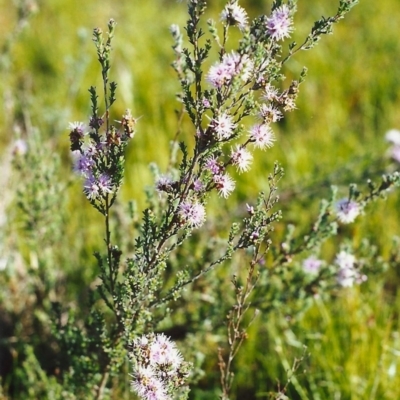 Kunzea parvifolia (Violet Kunzea) at Tuggeranong Hill - 21 Oct 1999 by michaelb