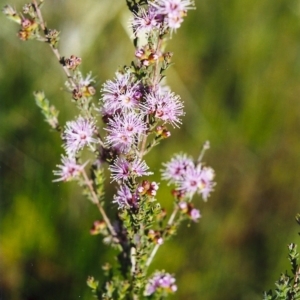 Kunzea parvifolia at Greenway, ACT - 26 Oct 2017