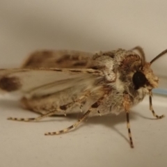 Agrotis munda (Brown Cutworm) at Spence, ACT - 16 Aug 2019 by Laserchemisty