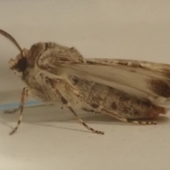 Agrotis munda at Spence, ACT - 16 Aug 2019