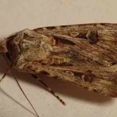 Agrotis munda at Spence, ACT - 16 Aug 2019