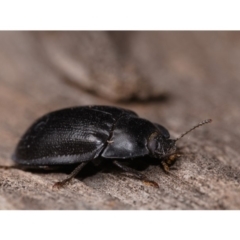 Pterohelaeus striatopunctatus (Darkling beetle) at Watson, ACT - 14 Aug 2019 by kdm
