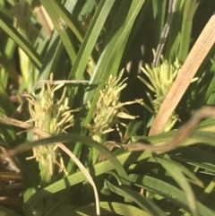 Carex breviculmis (Short-Stem Sedge) at Griffith Woodland - 17 Aug 2019 by ianandlibby1