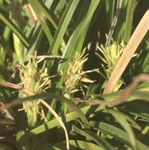 Carex breviculmis at Griffith, ACT - 17 Aug 2019