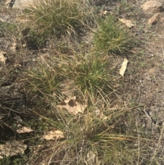 Carex breviculmis at Griffith, ACT - 17 Aug 2019