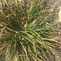 Carex breviculmis at Griffith, ACT - 17 Aug 2019