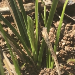 Carex breviculmis at Griffith, ACT - 17 Aug 2019