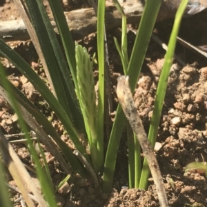 Carex breviculmis at Griffith, ACT - 17 Aug 2019