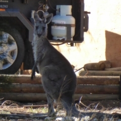 Macropus giganteus (Eastern Grey Kangaroo) at Flynn, ACT - 16 Aug 2019 by Christine
