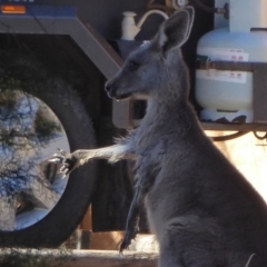 Macropus giganteus at Flynn, ACT - 16 Aug 2019