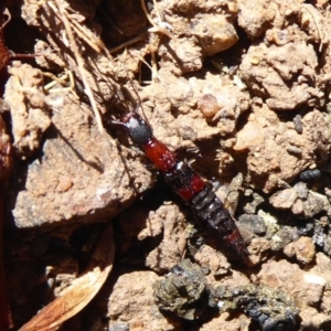 Ochthephilum mastersii at Strathnairn, ACT - 15 Aug 2019