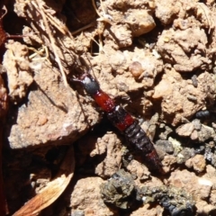 Ochthephilum mastersii (Rove beetle) at Dunlop, ACT - 15 Aug 2019 by Christine