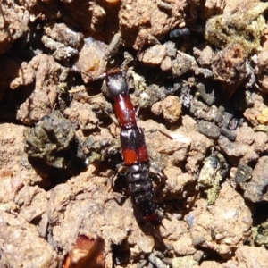 Ochthephilum mastersii at Strathnairn, ACT - 15 Aug 2019 12:49 PM