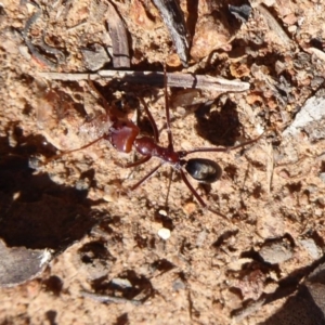 Iridomyrmex purpureus at Dunlop, ACT - 15 Aug 2019 01:10 PM