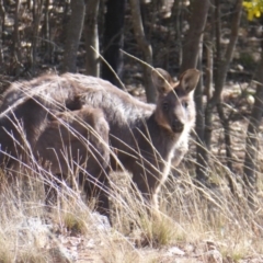 Osphranter robustus (Wallaroo) at Dunlop, ACT - 15 Aug 2019 by Christine