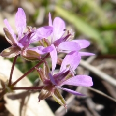 Erodium cicutarium (Common Storksbill, Common Crowfoot) at Dunlop, ACT - 15 Aug 2019 by Christine