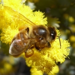 Apis mellifera (European honey bee) at Dunlop, ACT - 15 Aug 2019 by Christine