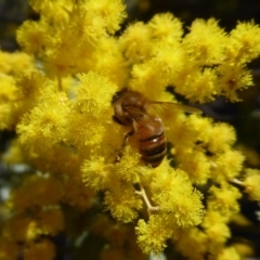 Apis mellifera at Dunlop, ACT - 15 Aug 2019 01:25 PM