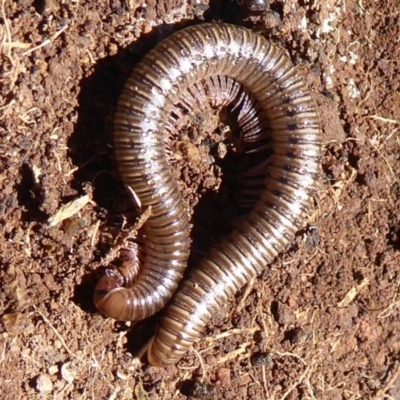 Diplopoda sp. (class) (Unidentified millipede) at Dunlop, ACT - 15 Aug 2019 by Christine