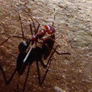 Iridomyrmex purpureus at Dunlop, ACT - 15 Aug 2019