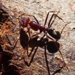 Iridomyrmex purpureus at Dunlop, ACT - 15 Aug 2019