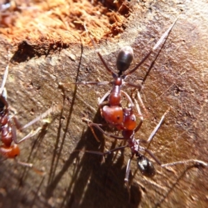 Iridomyrmex purpureus at Dunlop, ACT - 15 Aug 2019 01:56 PM