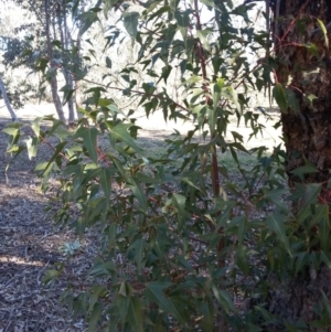 Brachychiton populneus subsp. populneus at Watson, ACT - 17 Aug 2019