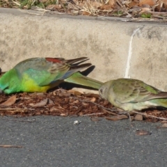 Psephotus haematonotus (Red-rumped Parrot) at Dunlop, ACT - 12 Aug 2019 by Christine