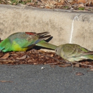 Psephotus haematonotus at Dunlop, ACT - 12 Aug 2019