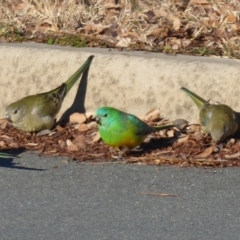 Psephotus haematonotus at Dunlop, ACT - 12 Aug 2019